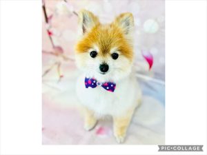 IMG_1552_R