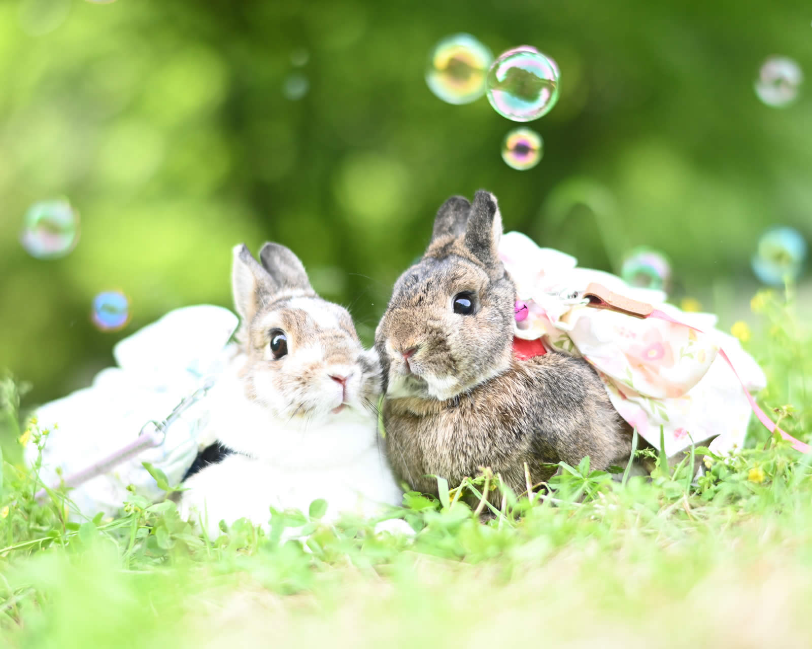 犬・猫・うさぎ・小鳥を診療